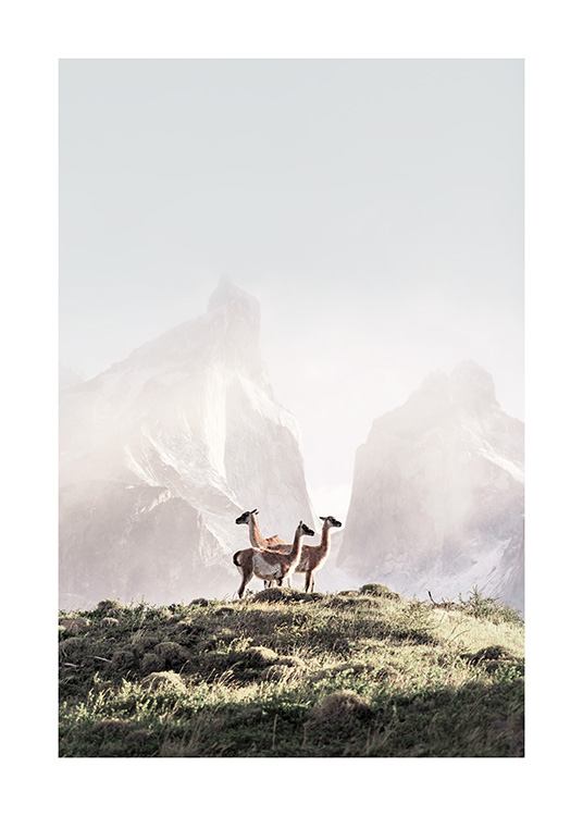  - Fotografía de tres guanacos en una colina verde con montañas bajo la niebla al fondo. 