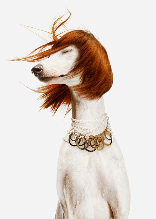  - Fotografía de un perro blanco con collar grande y peluca roja. 