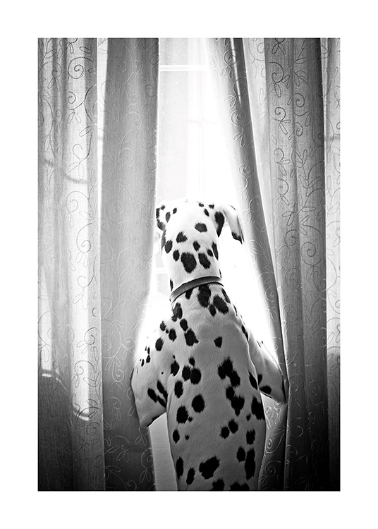 Dog in Window Poster / Mascotas con Desenio AB (13593)