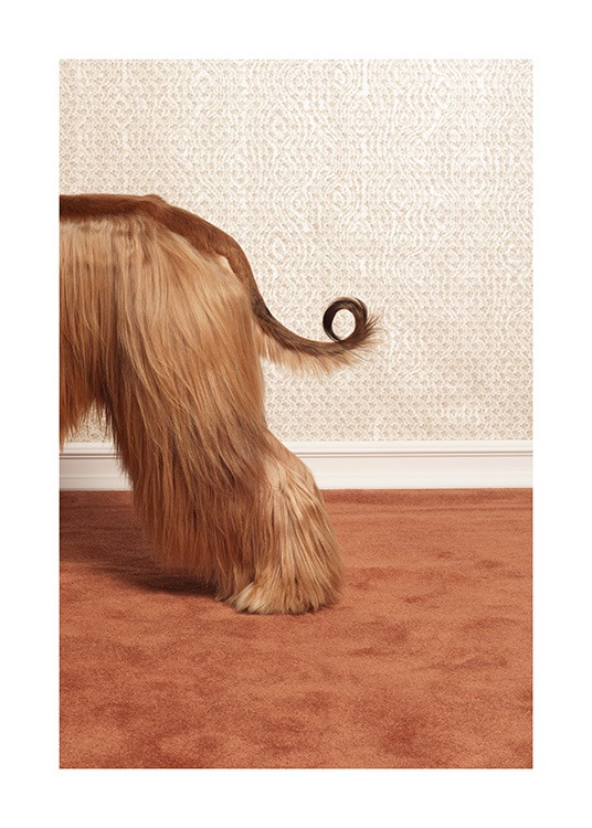 Afghan Hound Poster / Mascotas con Desenio AB (13594)