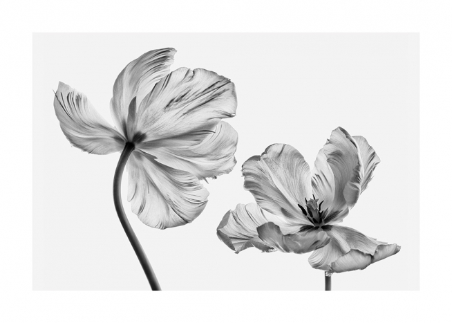 Black and White Tulips Poster / Flores con Desenio AB (13613)