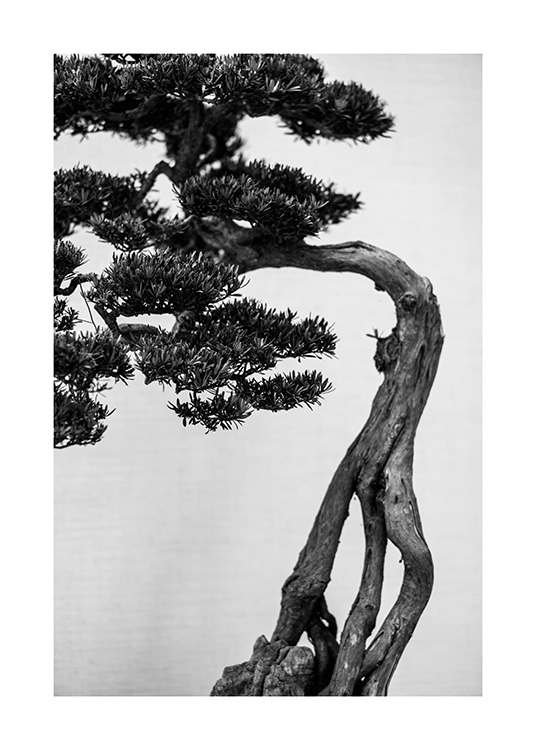 Bonsai Tree Poster / Botánica con Desenio AB (13634)