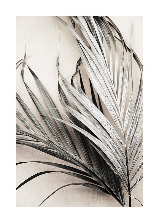 Dry Palm Leaves No3 Poster / Palmeras con Desenio AB (13672)