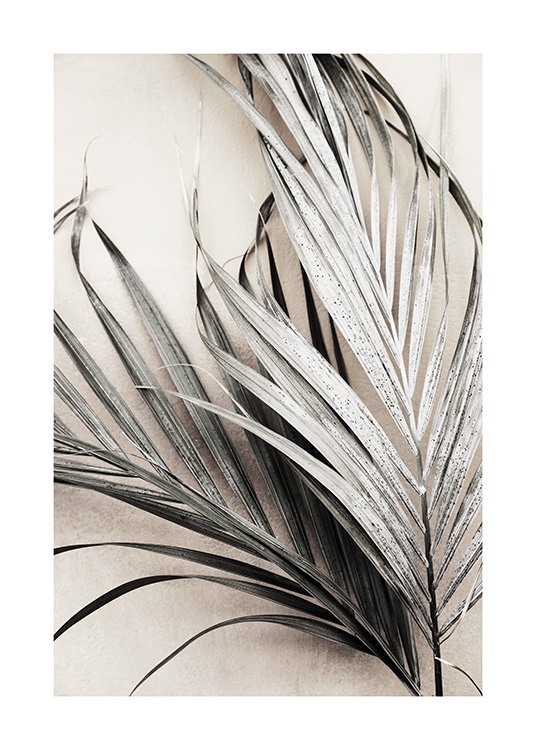 Dry Palm Leaves No3 Poster
