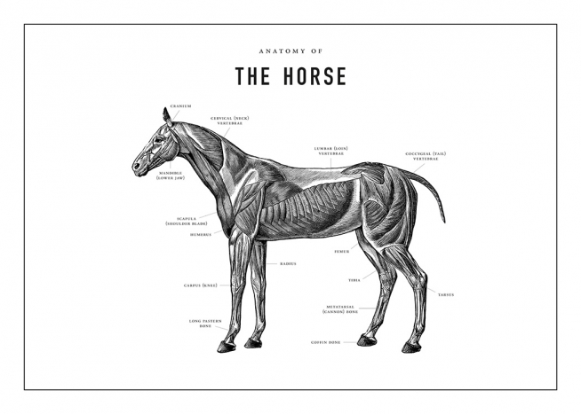 Horse Anatomy Poster / Ilustraciones con Desenio AB (13732)