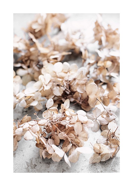 Dried Hydrangea Flowers Poster