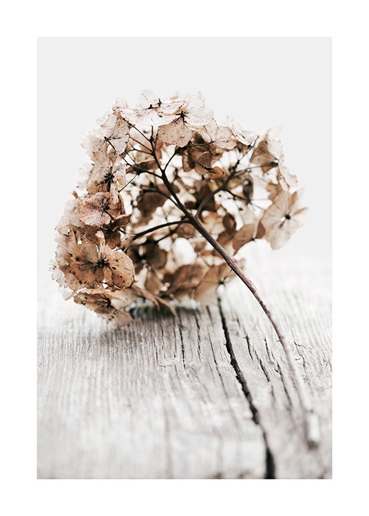  – Fotografía de una ramita de hortensia color beis sobre un fondo de madera color grisáceo