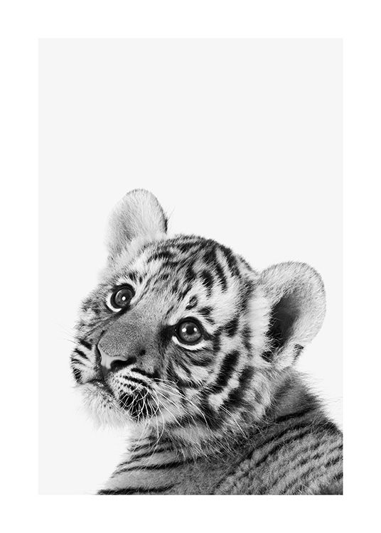 Baby Tiger Poster / Animales con Desenio AB (13857)