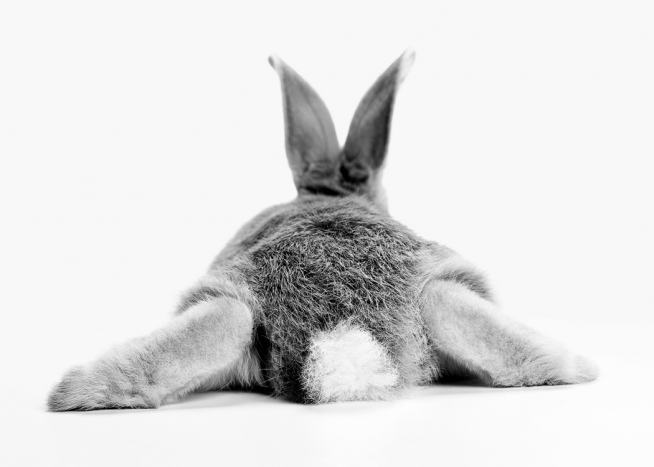 Bunny Behind Poster / Animales con Desenio AB (13860)