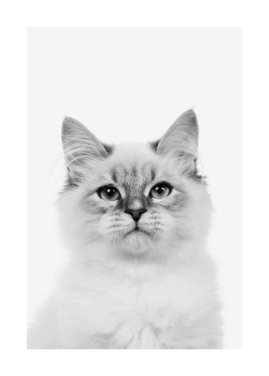 Randoll Kitten Poster / Animales con Desenio AB (13862)