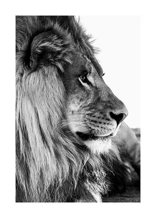 Lion Profile Poster