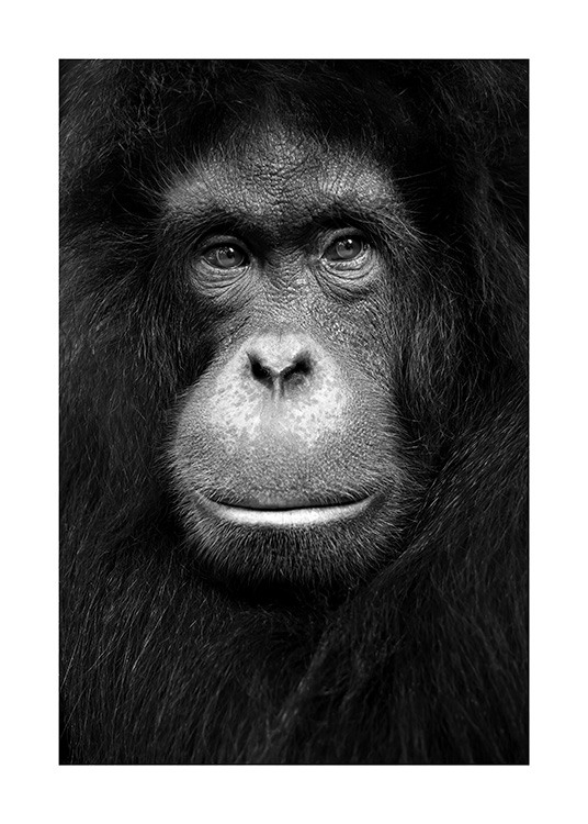 Orangutan Poster / Animales Salvajes con Desenio AB (13868)