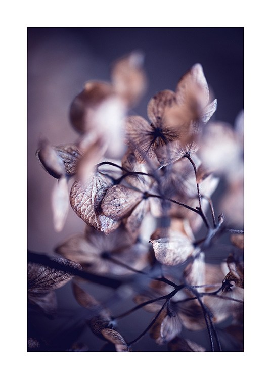 Dried Hydrangea Flower Poster / Flores con Desenio AB (13870)