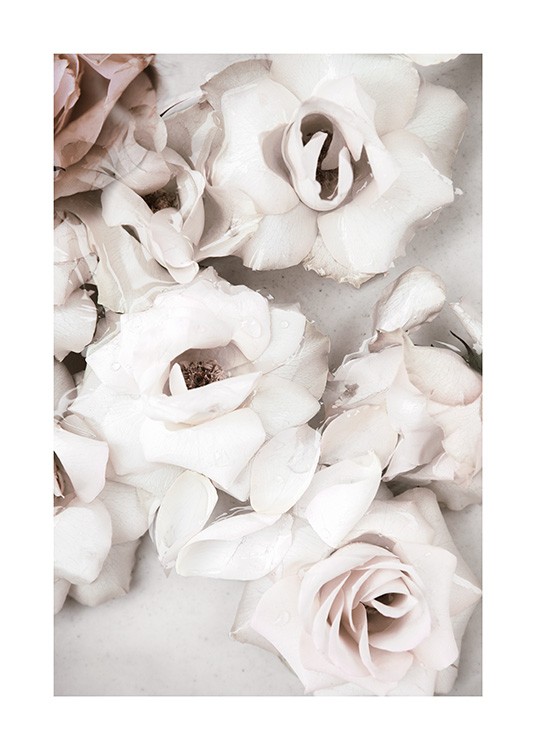Close up White Roses Poster / Flores con Desenio AB (13875)
