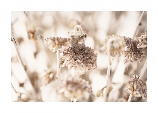  – Fotografía del primer plano de unas flores secas color beis. 