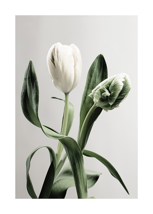  – Fotografía de un tulipán blanco con hojas verdes y fondo gris claro. Los pósters florales y de motivos de botánica llenan de vida los ambientes.