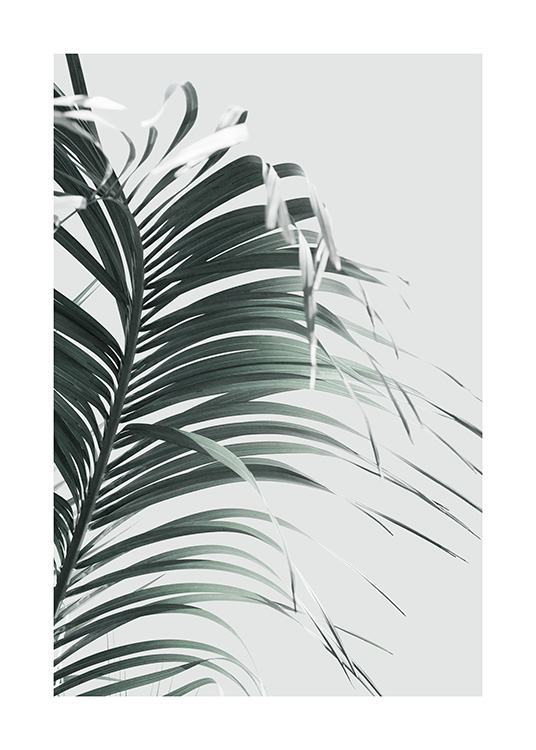  – Fotografía de una hoja de palmera verde sobre un fondo gris claro.
