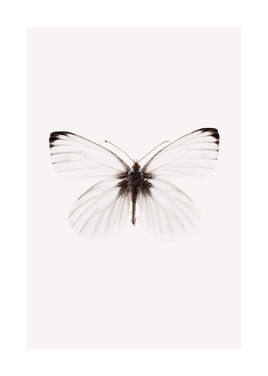  – Fotografía de una mariposa blanca con detalles en negro en las alas y sobre un fondo beis claro.