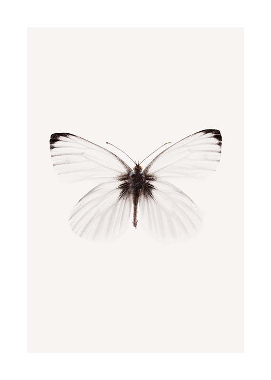 White Butterfly Poster