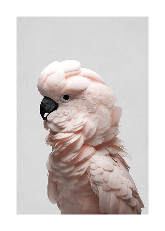  – Fotografía de una cacatúa rosa claro de perfil con un fondo gris claro. 