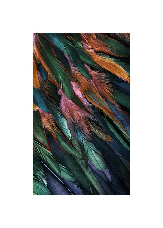  – Primer plano de plumas multicolores; verde oscuro, azul, rosa y anaranjado.
