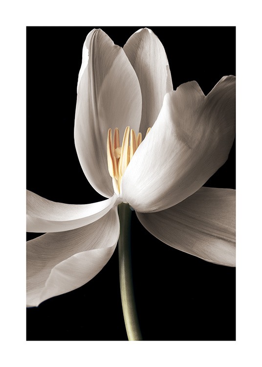  - Primer plano de un tulipán blanco sobre fondo negro.