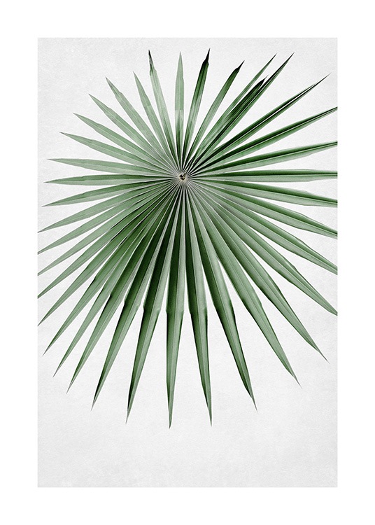  – Fotografía de una hoja verde, puntiaguda y angosta de palmera con forma de abanico