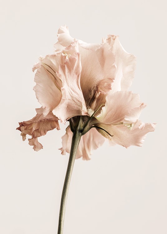  – Fotografía de una flor rosa claro y fondo beis claro