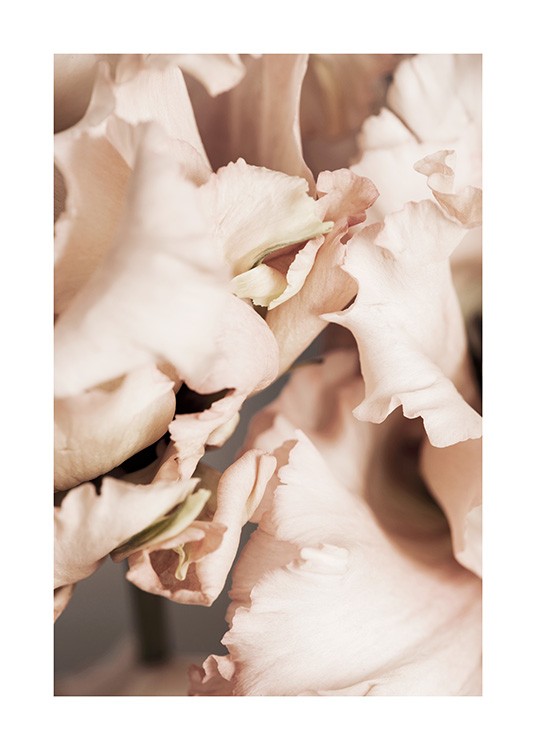 Gentiana Petals Poster