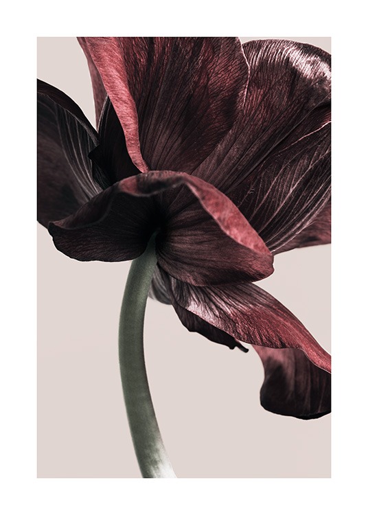  – Fotografía de una anémona color rojo oscuro floreciendo, fondo beis