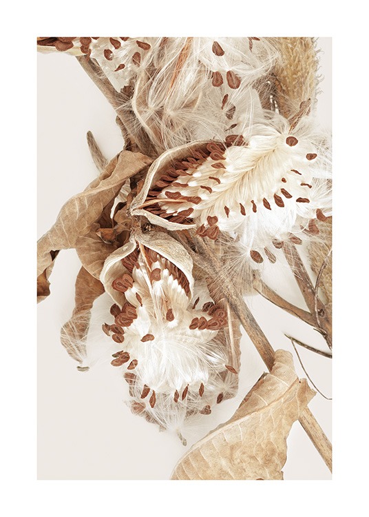  – Fotografía del primer plano de una planta de algodoncillo con semillas y pétalos secos, y fondo beis claro.