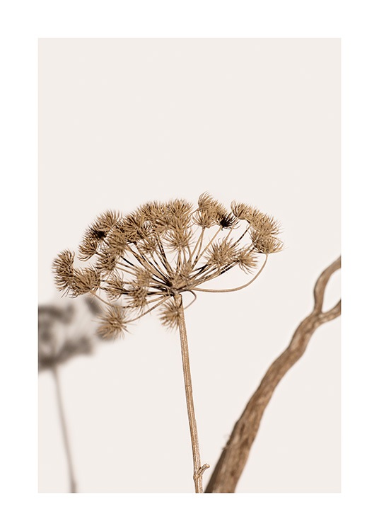  – Fotografía de una planta marchita con flores color marrón y un fondo beis claro.