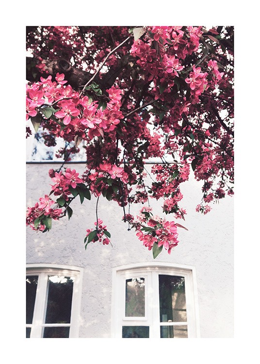  – Fotografía con la imagen de un edificio gris de fondo y ramas de un árbol con flores rosa fuerte delante de la fachada.