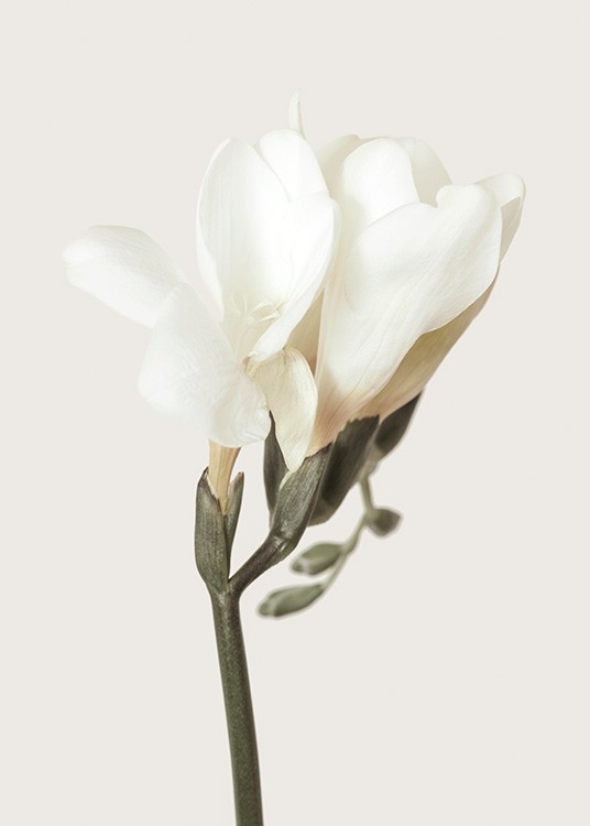  – Fotografía de una planta de fresia con pétalos blancos y tallo verde, fondo beis claro.