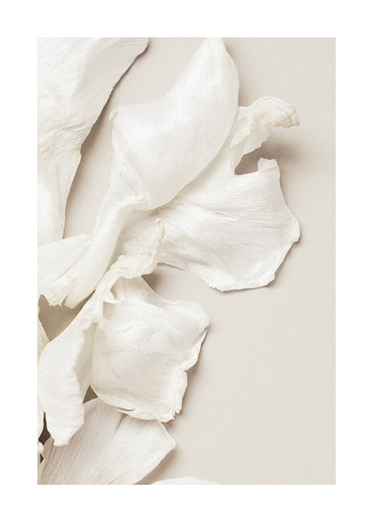  – Fotografía con la imagen de pétalos blancos de tulipán esparcidos sobre una superficie beis clara.