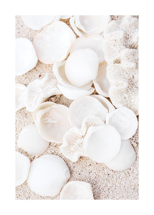  – Fotografía de conchas blancas y pedacitos de coral en la playa.