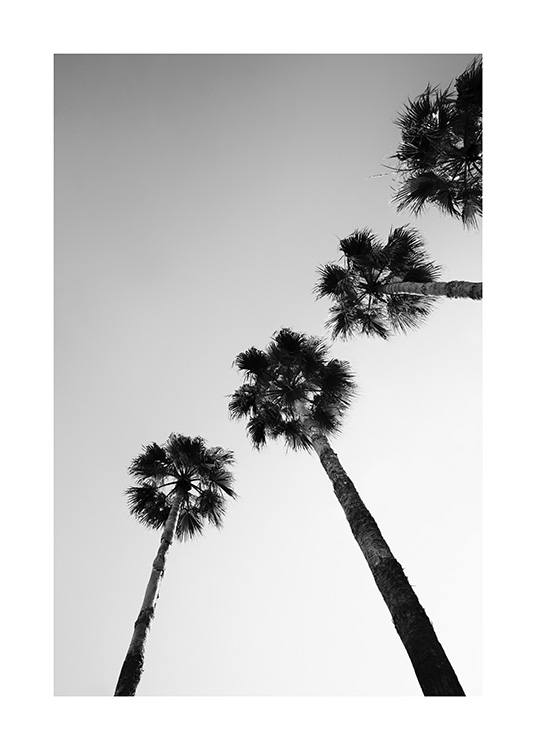  – Fotografía en blanco y negro de unas palmeras vistas desde abajo.