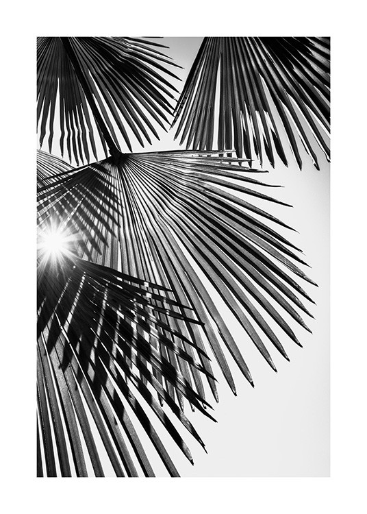  – Fotografía en blanco y negro de unas hojas de palmera con forma de abanico bañadas por los rayos del sol que se cuelan entre las hojas.