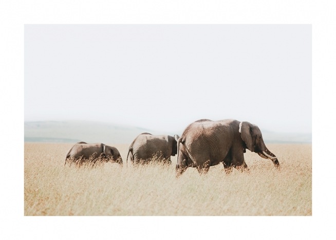  – Fotografía con la imagen de elefantes caminando en grupo por la sabana.