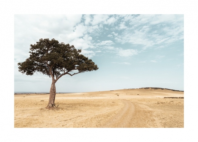  – Fotografía de una acacia y un cielo azul en la sabana.