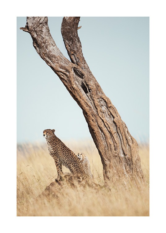  – Fotografía de un árbol con dos guepardos a la sombra y pasto alto en la sabana.