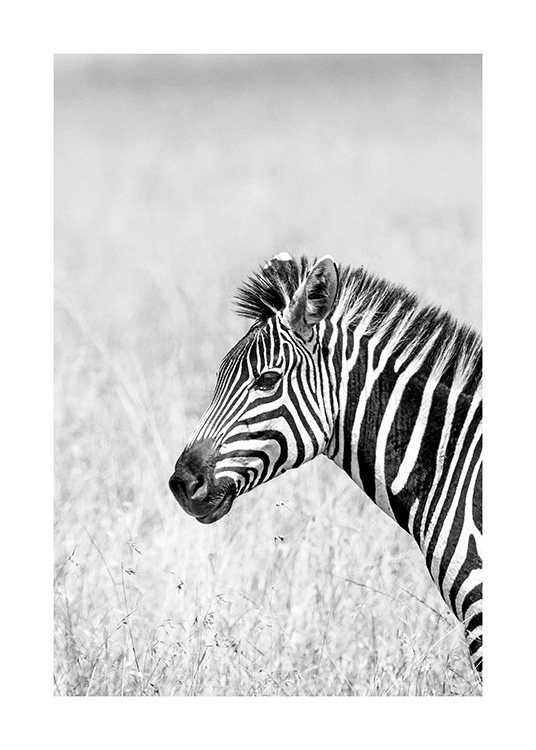  – Fotografía en blanco y negro del perfil de una cebra en un paisaje con pasto alto.