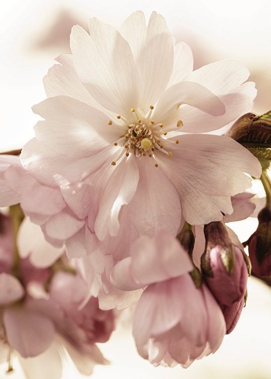  – Primer plano de una flor de cerezo japonés con brotes rosas de fondo.