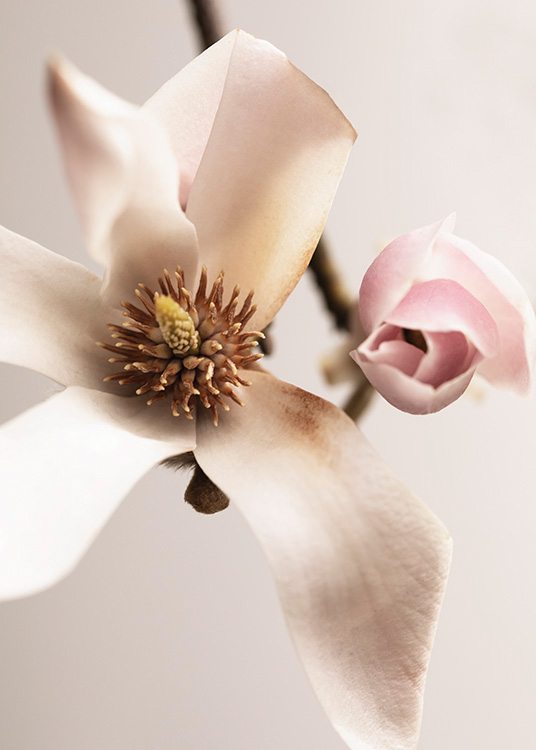  – Primer plano de una flor de magnolia blanca y un pimpollo rosa, fondo rosa claro.