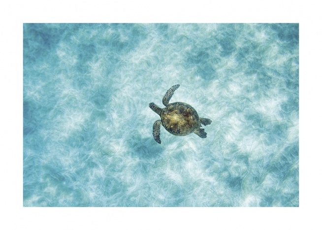  – Fotografía de una tortuga marina color verde nadando en aguas cristalinas vista desde arriba.