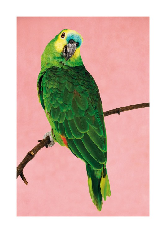  – Fotografía de un loro verde y amarillo sentado en una rama con plumitas azules arriba del pico, fondo rosa.