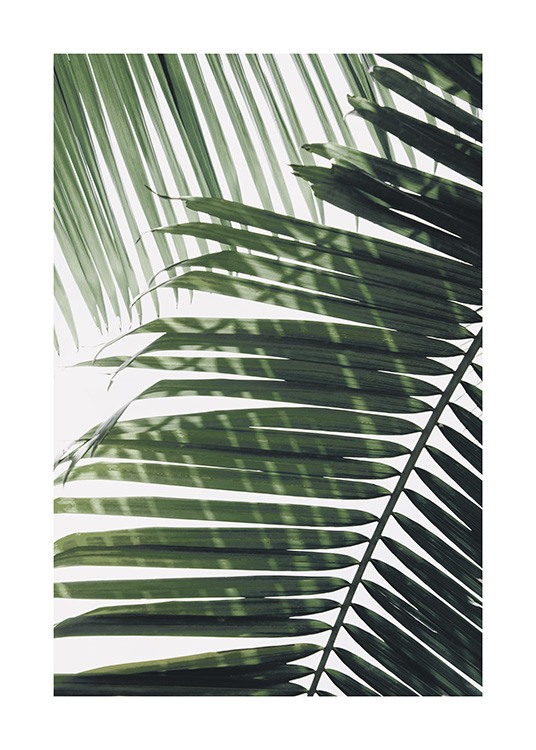  – Fotografía de una hoja de palmera verde al frente con otra detrás, fondo blanco.