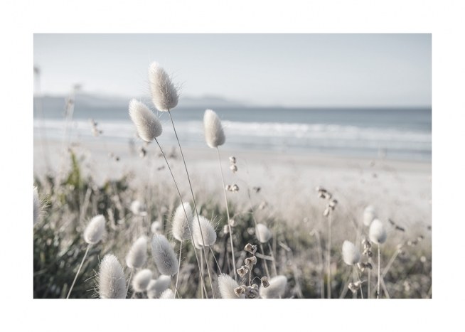  – Fotografía de gramínea con flores blancas en una duna con playa y mar de fondo.