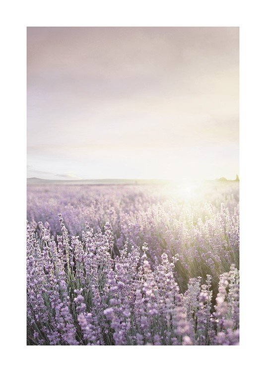  – Fotografía de un campo con flores de lavanda color lila y el sol brillante de fondo.