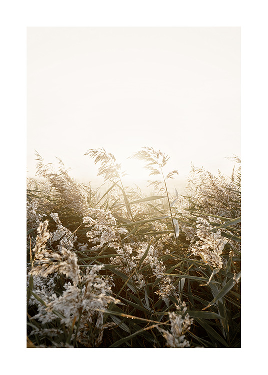 – Fotografía de gramínea verde y beis en un campo al atardecer.